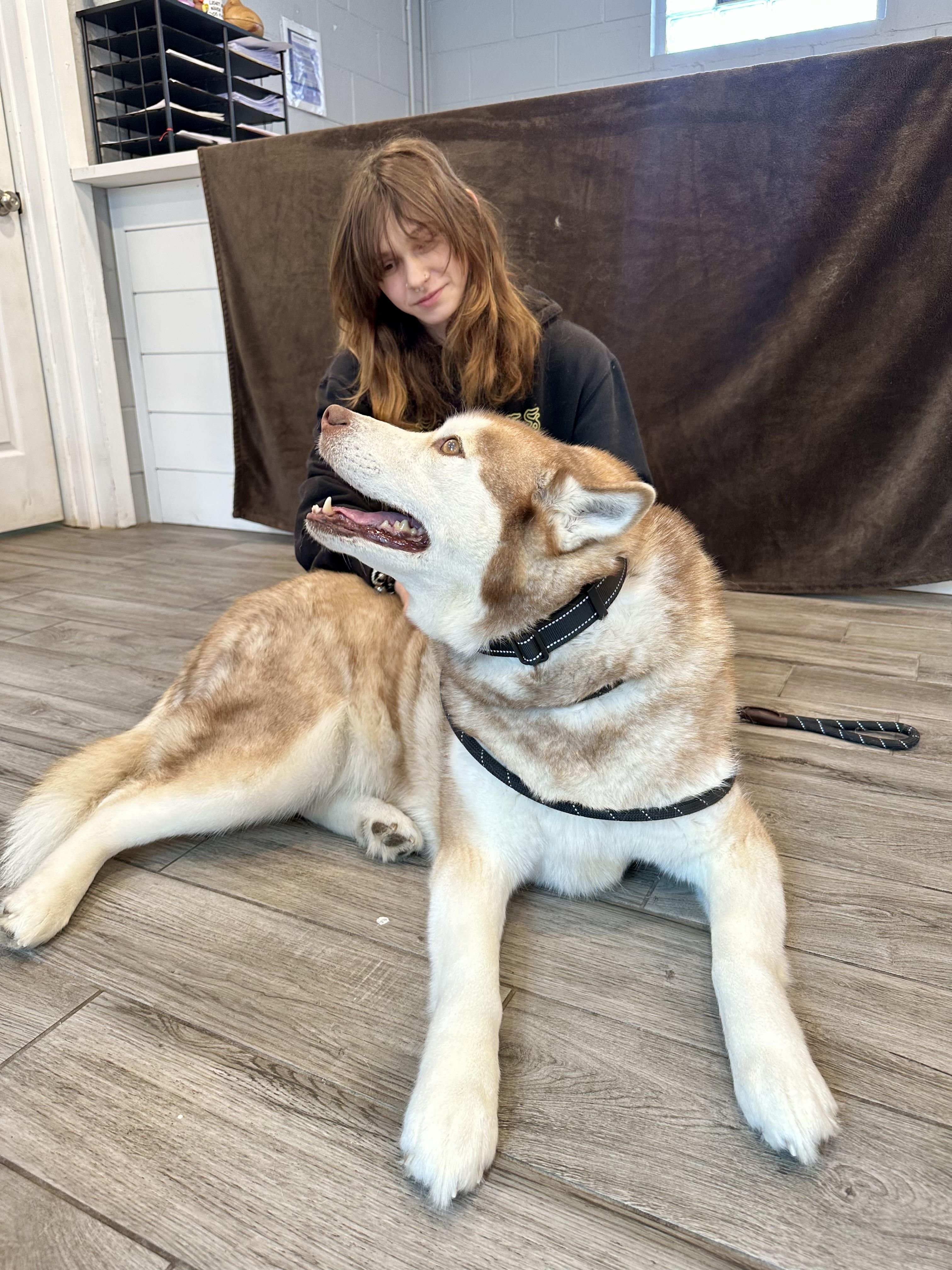 Enlarge Harry, a ADOPTABLE Siberian Husky in Rock Hill, NY image 2/2