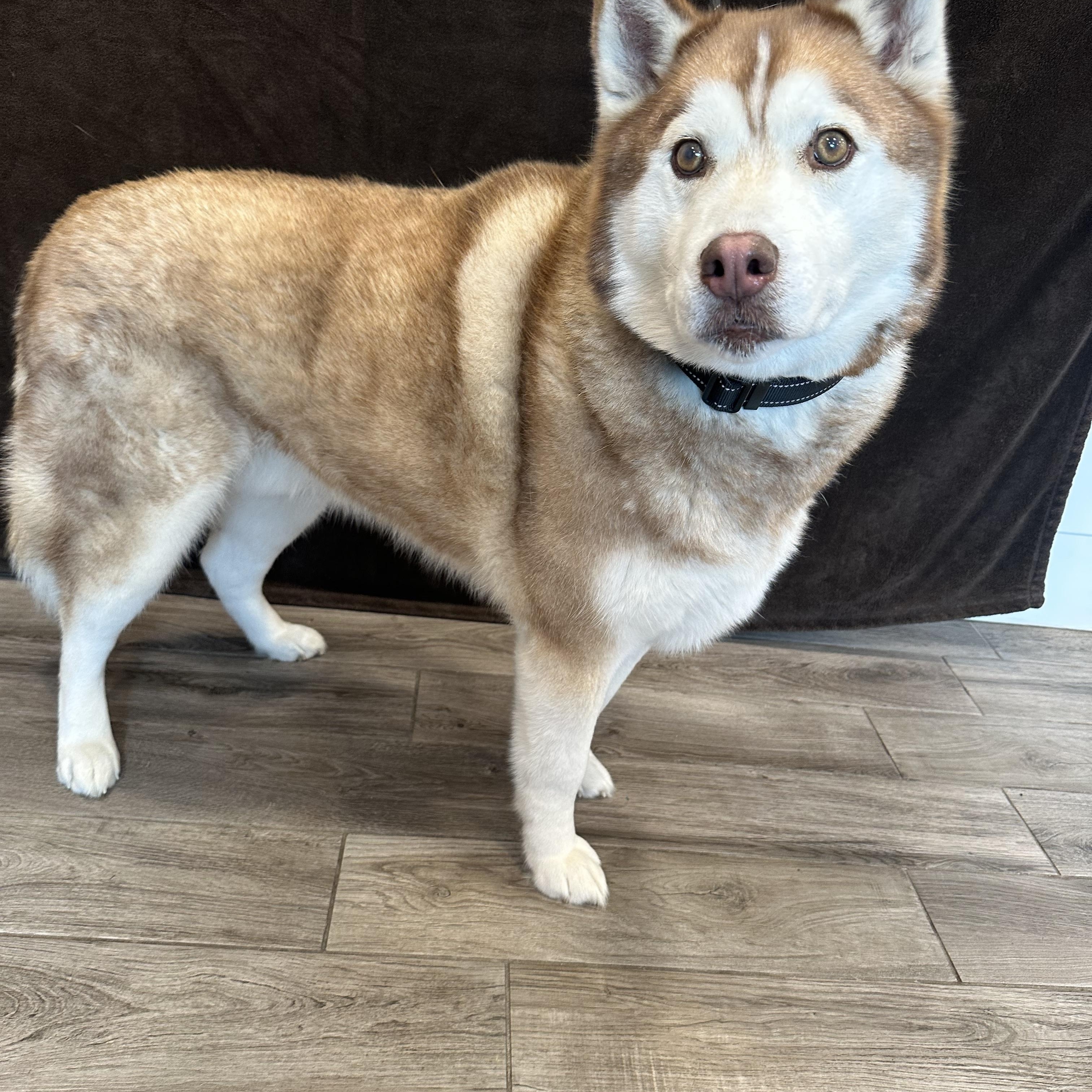 Harry, ADOPTABLE, Adult Male Siberian Husky.