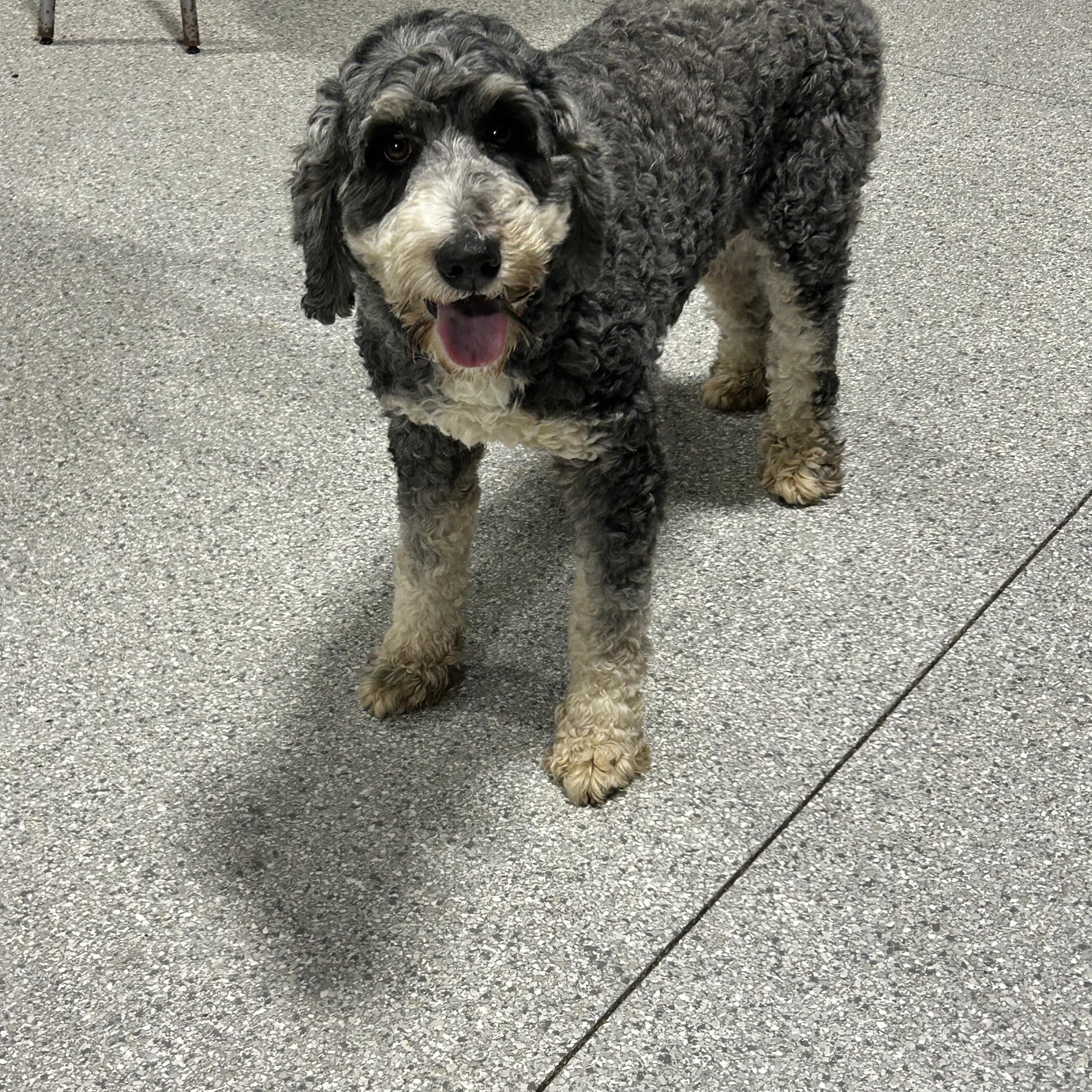 Enlarge Jade , a Adoptable Bernadoodle in Maumee , OH image 1/3