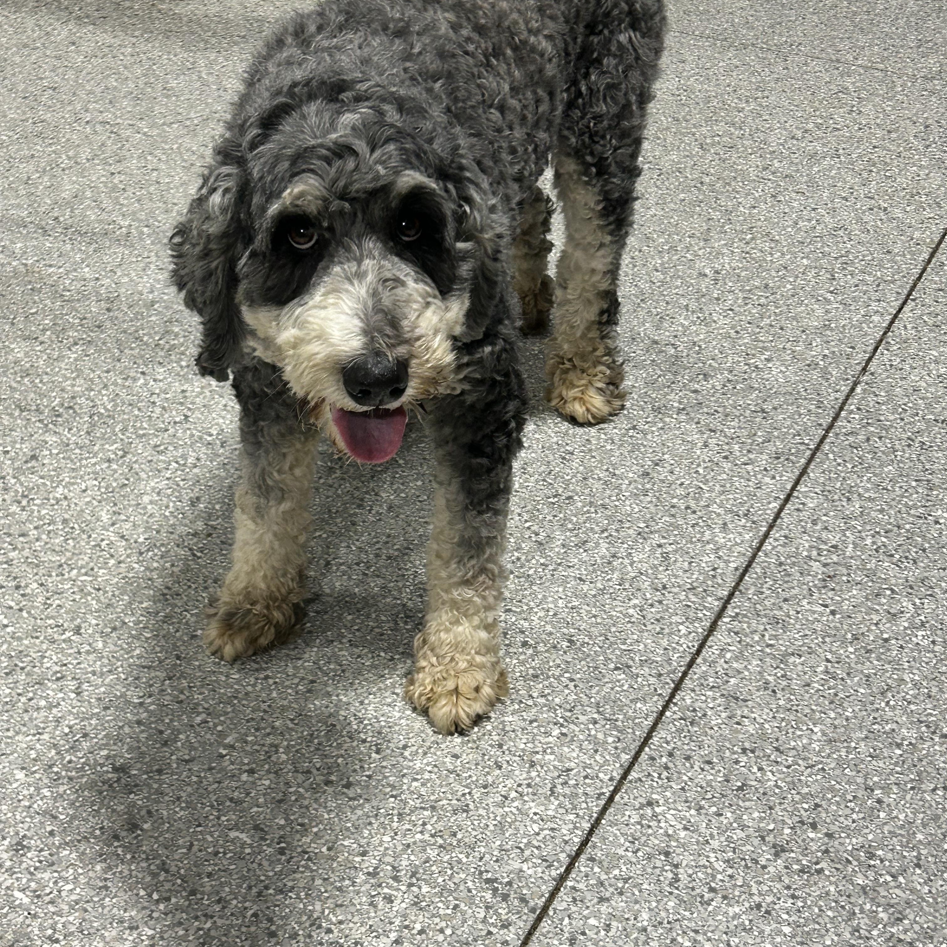 Enlarge Jade , a Adoptable Bernadoodle in Maumee , OH image 3/3