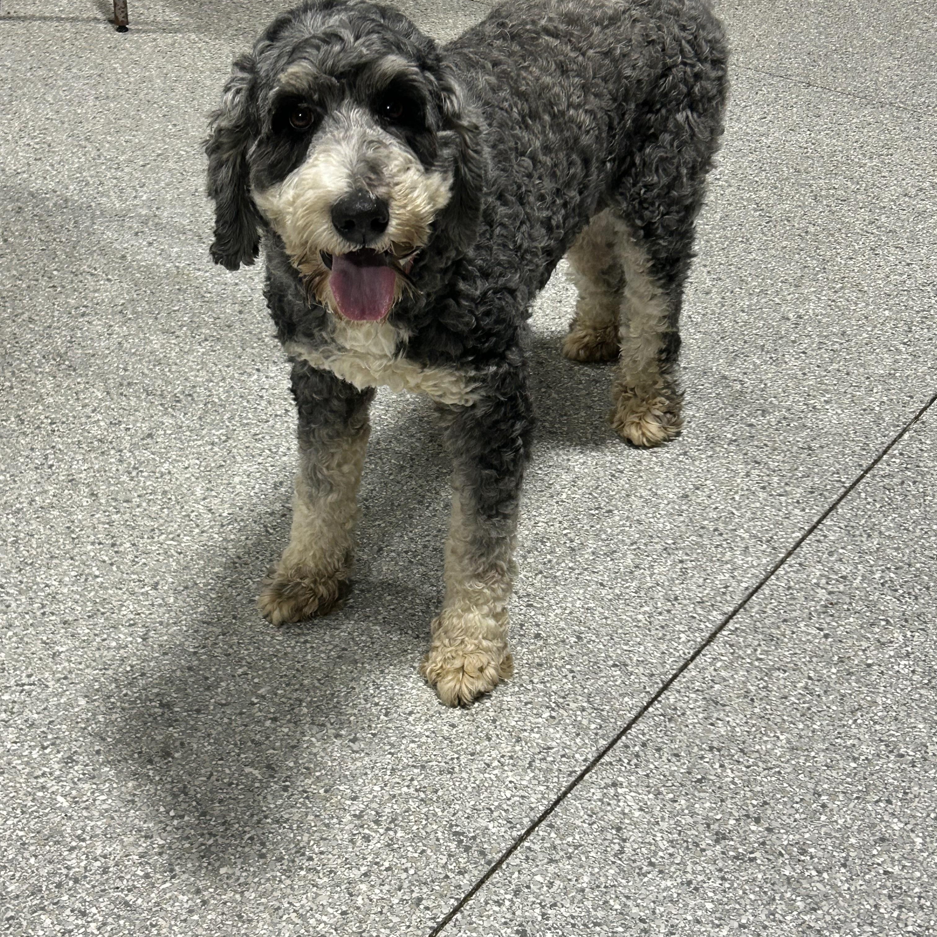 Enlarge Jade , a Adoptable Bernadoodle in Maumee , OH image 2/3