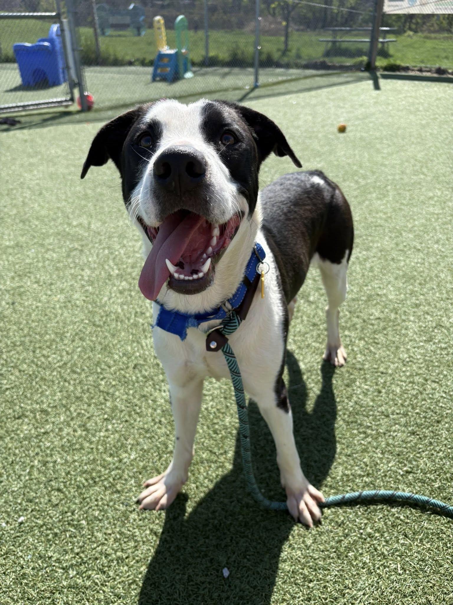 Enlarge Bert, an adopted mixed breed in Cleveland, OH image 2/5