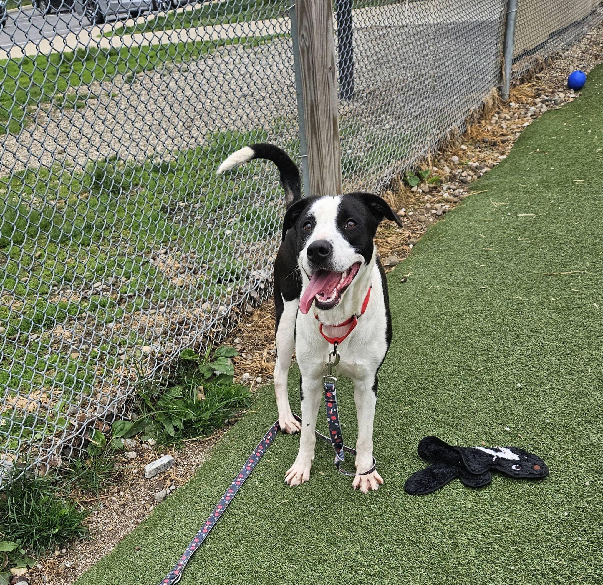 Enlarge Bert, an adopted mixed breed in Cleveland, OH image 5/5
