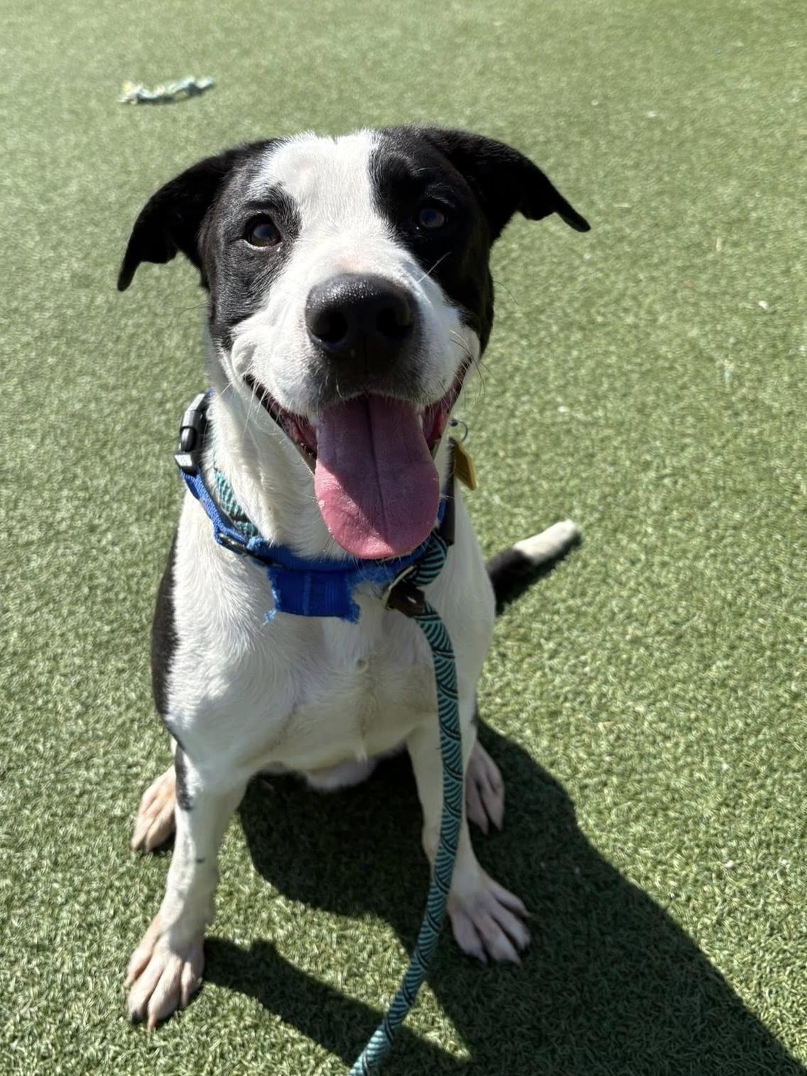 Enlarge Bert, an adopted mixed breed in Cleveland, OH image 1/5