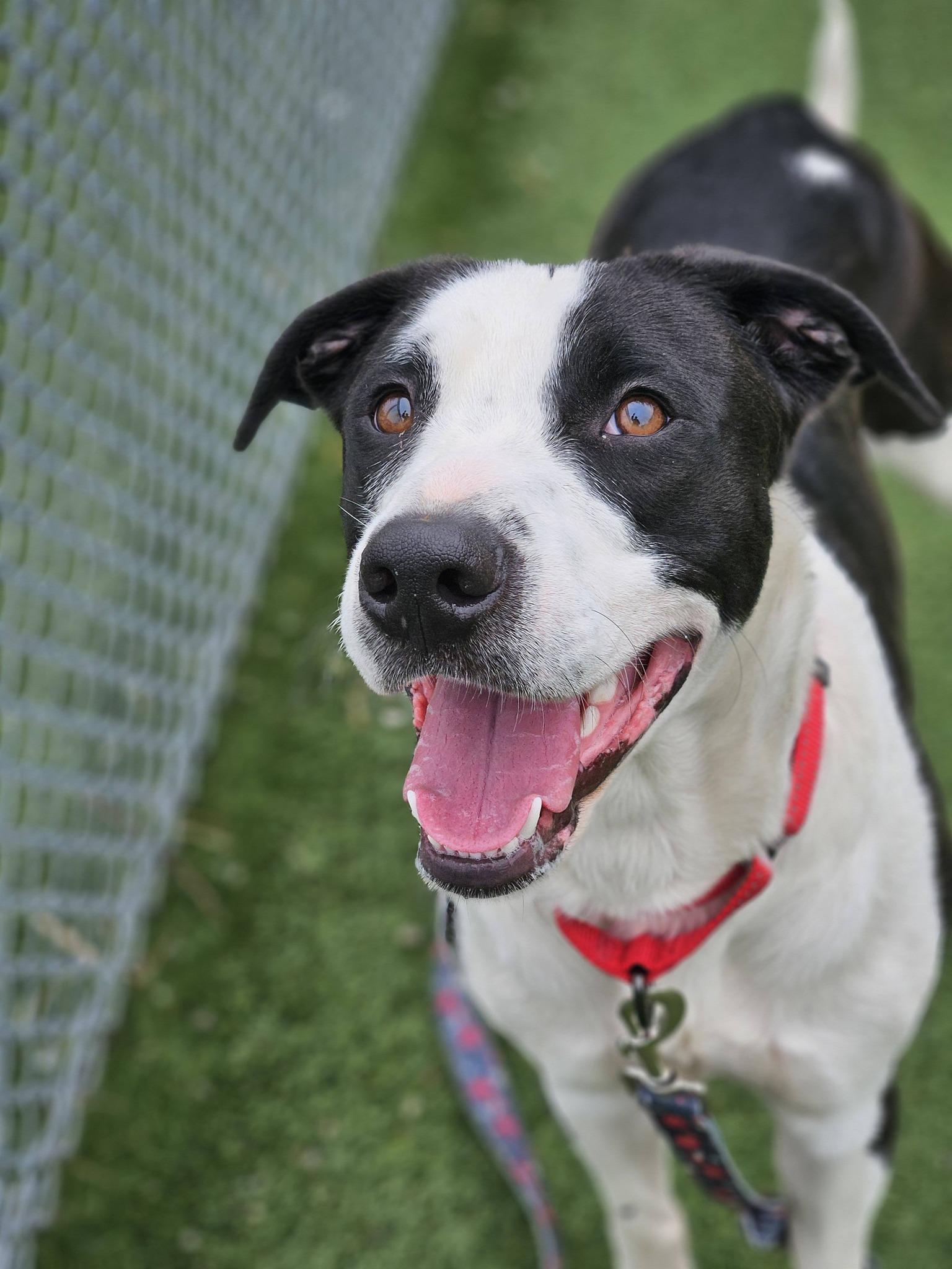 Enlarge Bert, an adopted mixed breed in Cleveland, OH image 3/5