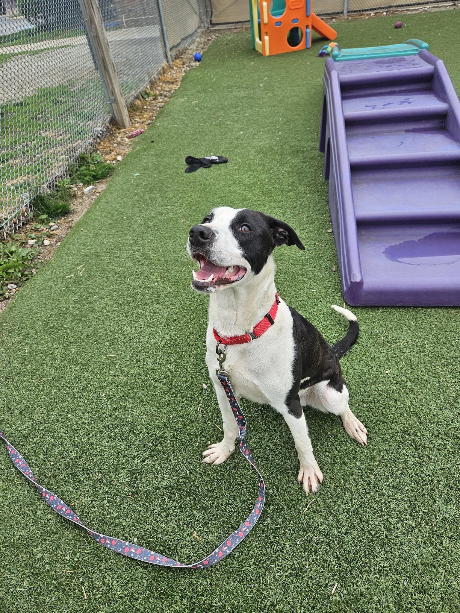Enlarge Bert, an adopted mixed breed in Cleveland, OH image 4/5