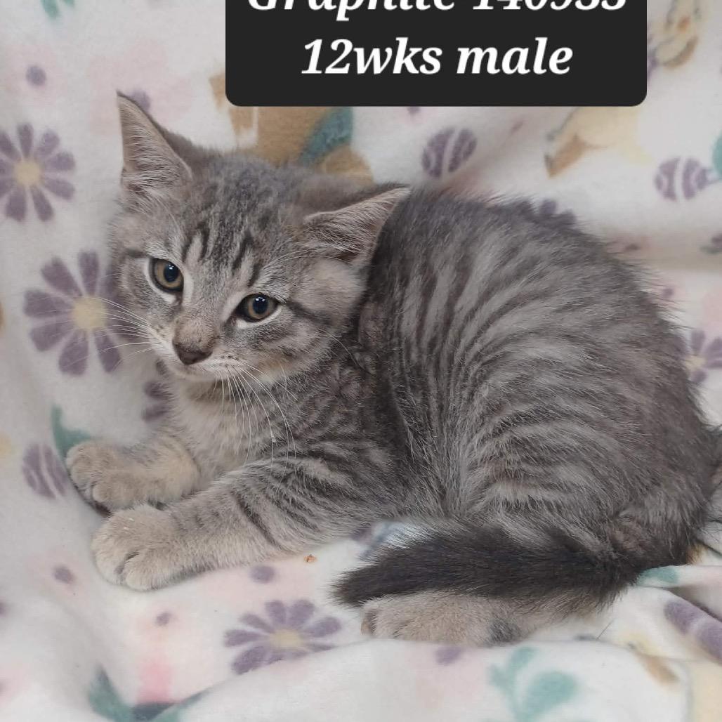 Enlarge Graphite, a Adoptable Domestic Short Hair in New Tazewell, TN image 1/1
