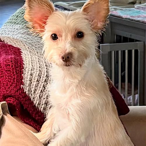 Ossie, Adoptable, Young Female Yorkshire Terrier.