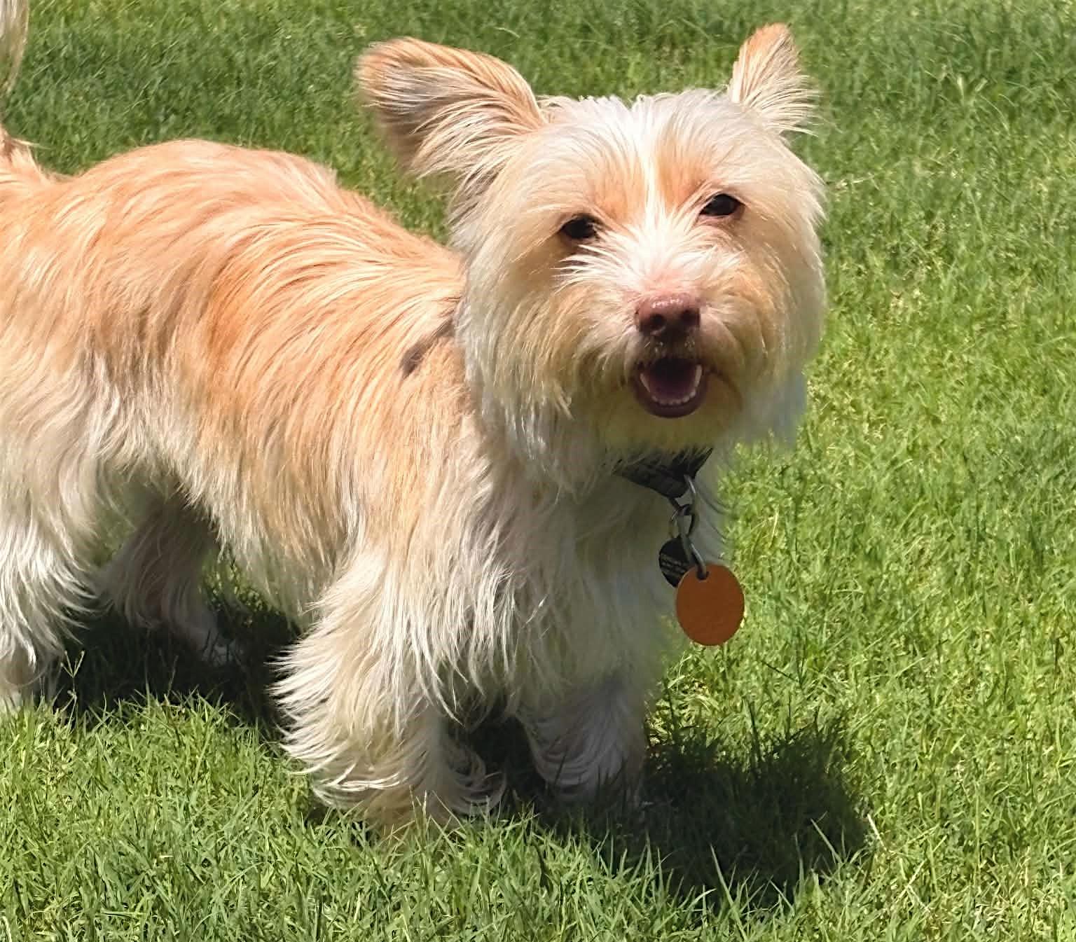 Ossie, a Adoptable Yorkshire Terrier in Memphis, TN image 2/4
