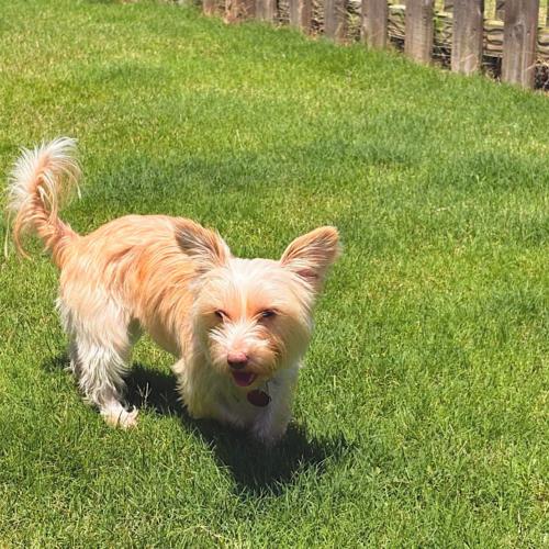 Ossie, a Adoptable Yorkshire Terrier in Memphis, TN image 3/4