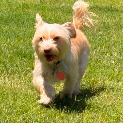 Ossie, a Adoptable Yorkshire Terrier in Memphis, TN image 4/4