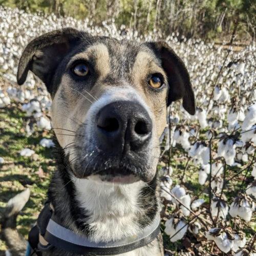 Enlarge Cola, a Adoptable mixed breed in Leesburg, AL image 3/6