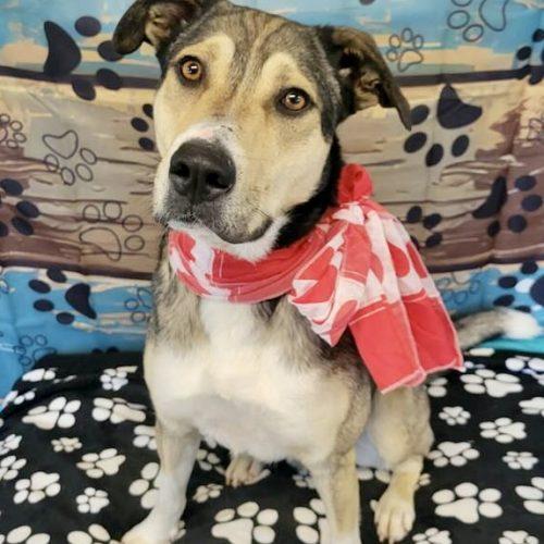 Enlarge Cola, a Adoptable mixed breed in Leesburg, AL image 4/6