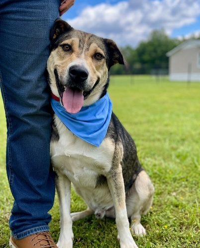 Enlarge Cola, a Adoptable mixed breed in Leesburg, AL image 5/6