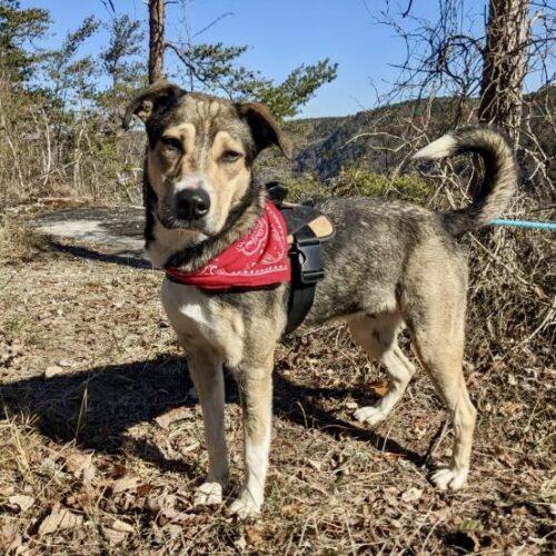 Enlarge Cola, a Adoptable mixed breed in Leesburg, AL image 6/6