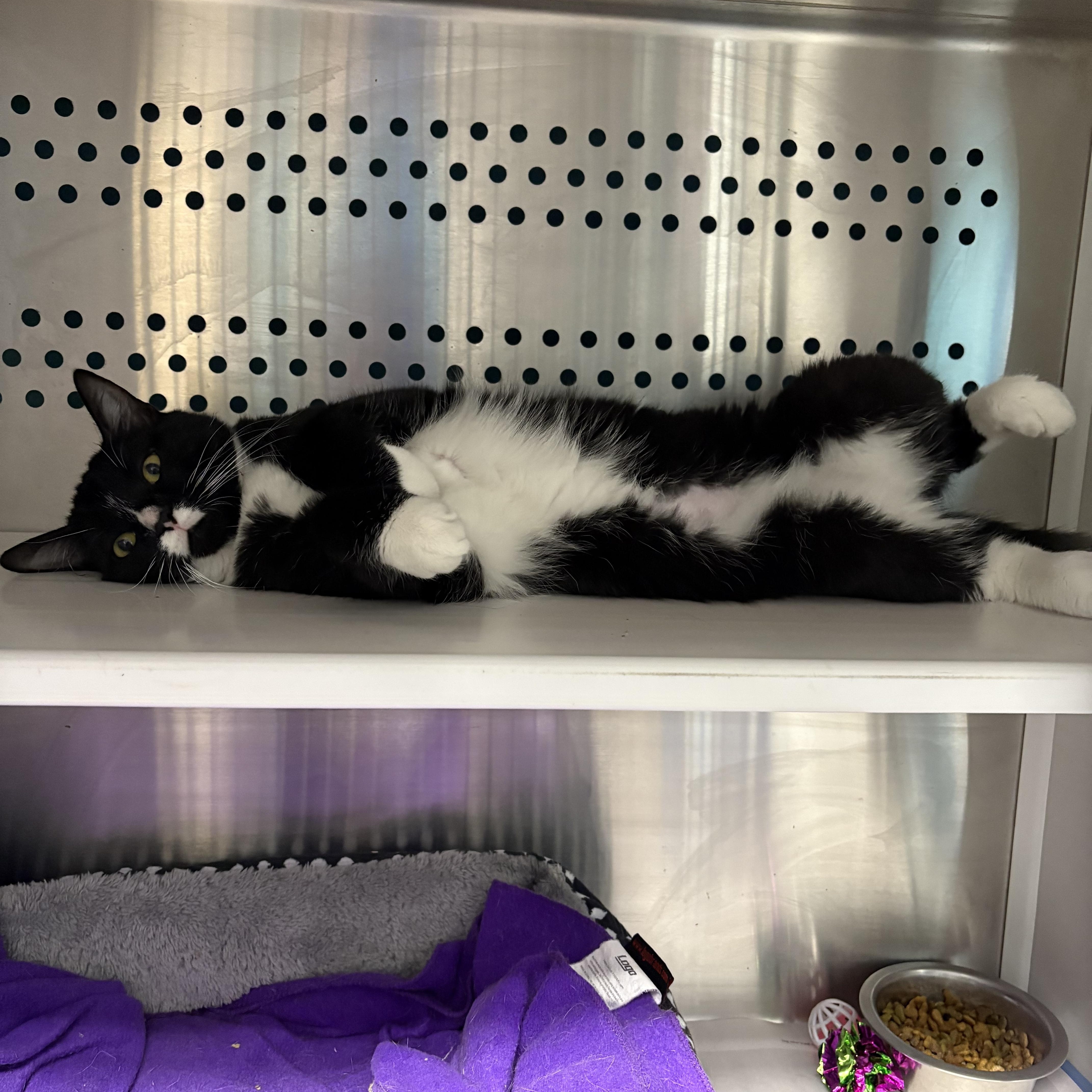 Enlarge Jensyn, a Adoptable Domestic Short Hair in Cullowhee, NC image 1/1