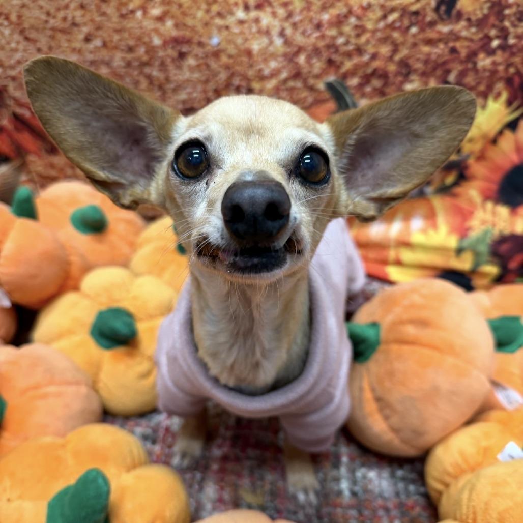 Enlarge Glinda, a Adoptable mixed breed in Medford, NY image 3/3