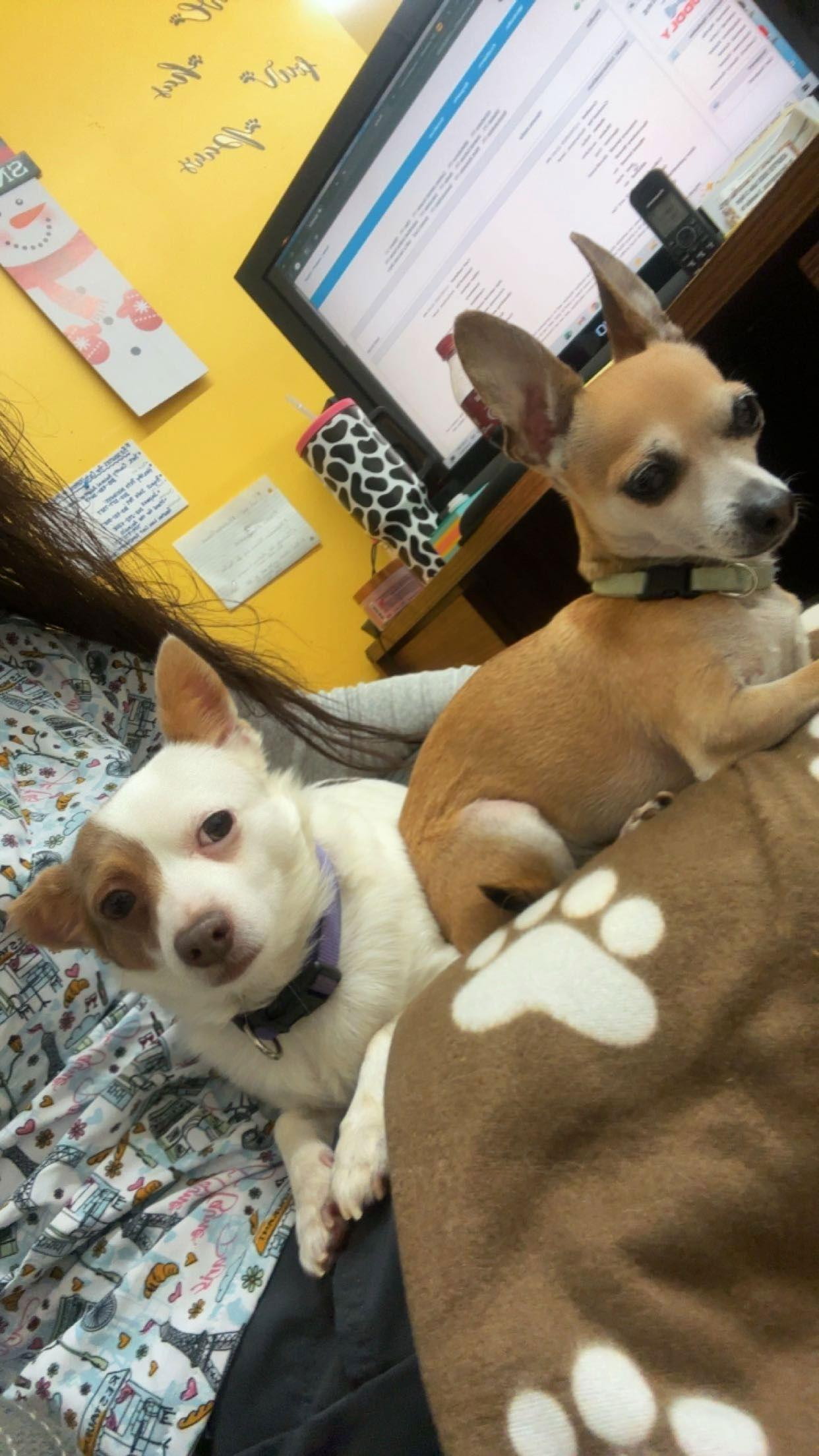 Mr Widdles (TEACUP CHIHUAHUA), a Adoptable Chihuahua in York, SC image 1/3