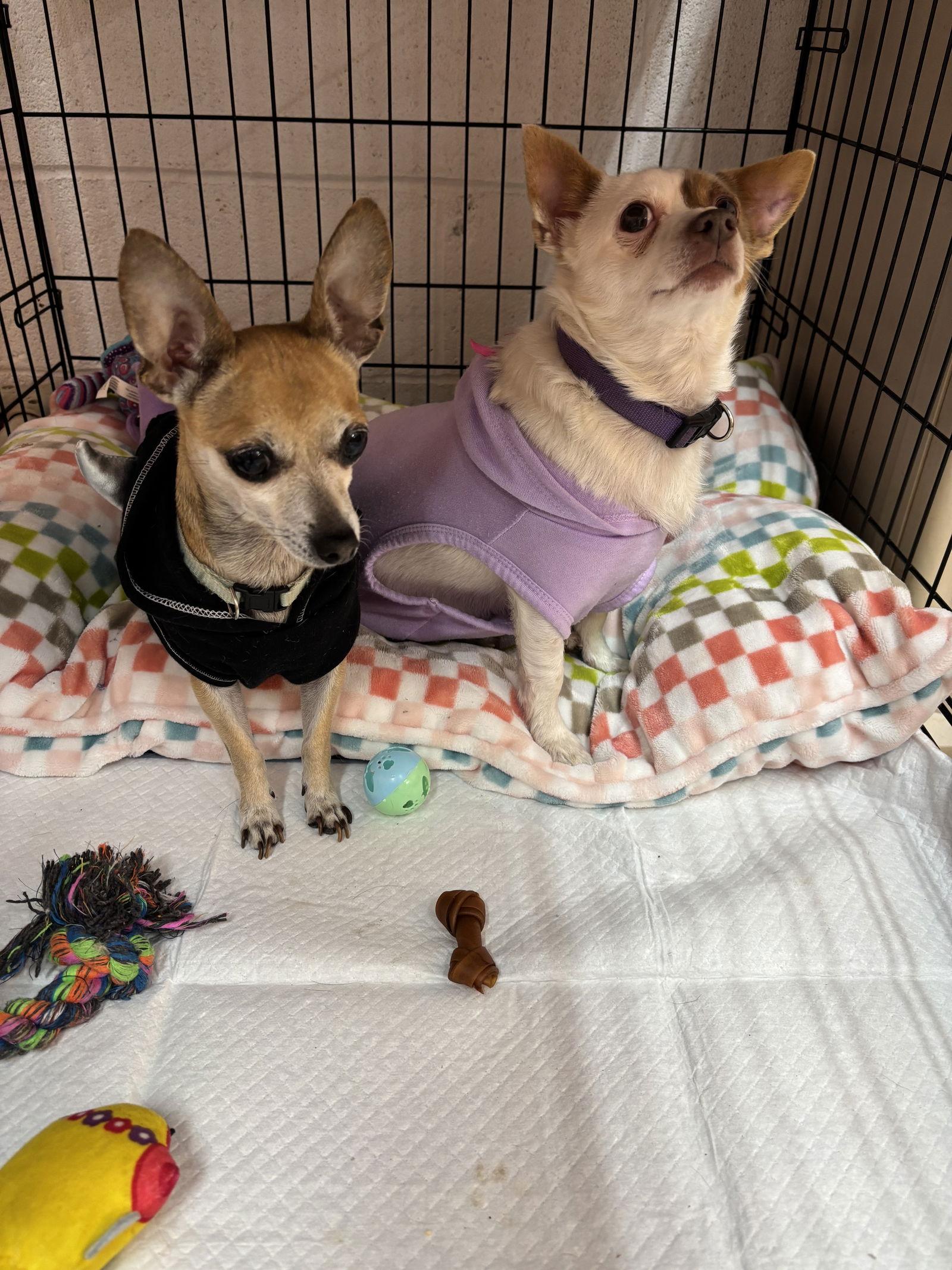 Mr Widdles (TEACUP CHIHUAHUA), a Adoptable Chihuahua in York, SC image 2/3