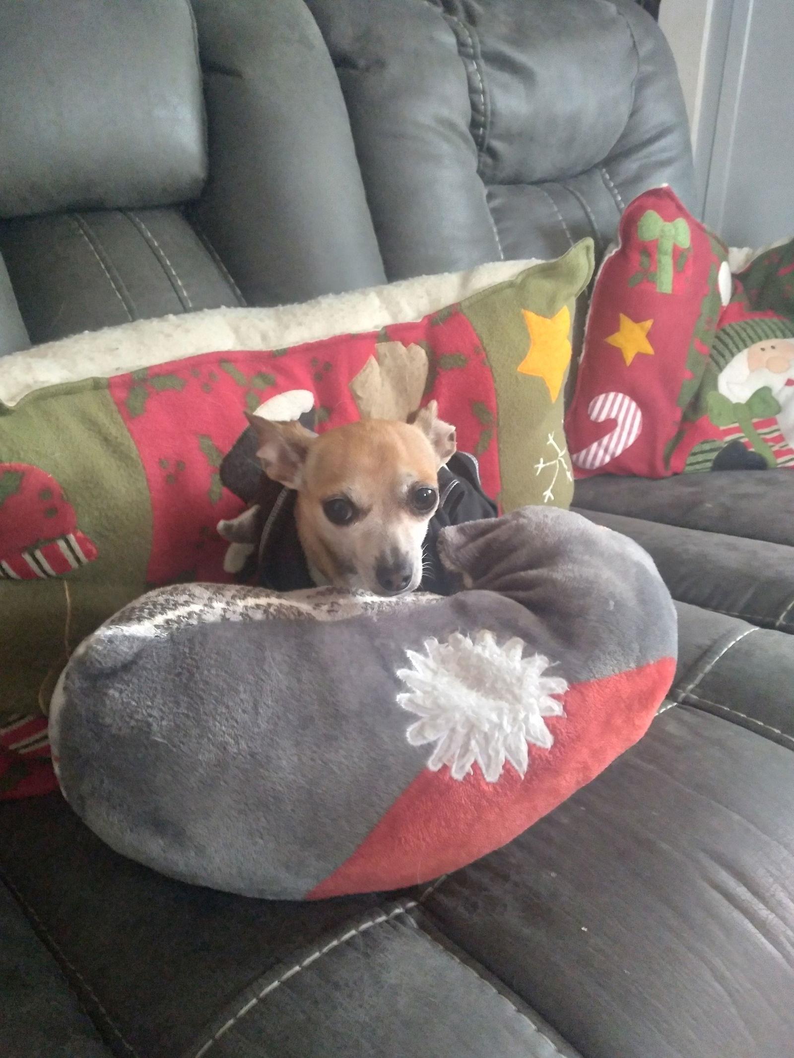 Mr Widdles (TEACUP CHIHUAHUA), a Adoptable Chihuahua in York, SC image 3/3