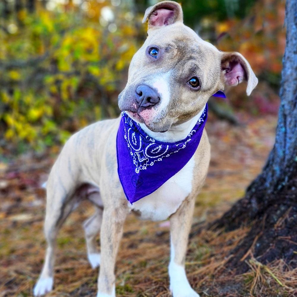 Willa, an adoptable Mixed Breed in Cheboygan, MI, 49721 | Photo Image 2
