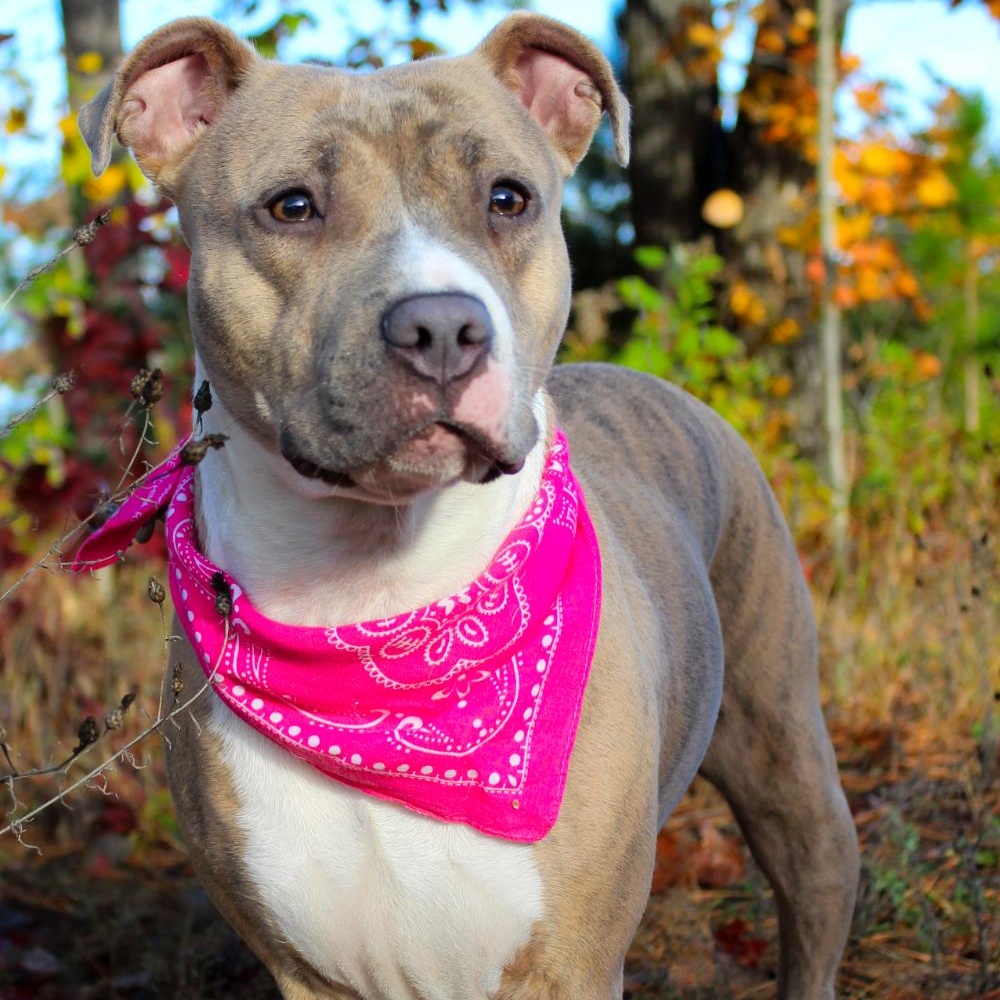 Willa, an adoptable Mixed Breed in Cheboygan, MI, 49721 | Photo Image 3