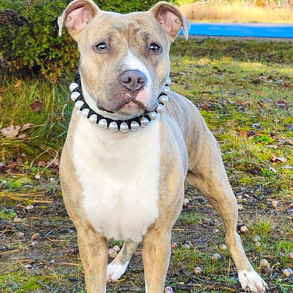 Willa, an adoptable Mixed Breed in Cheboygan, MI, 49721 | Photo Image 1