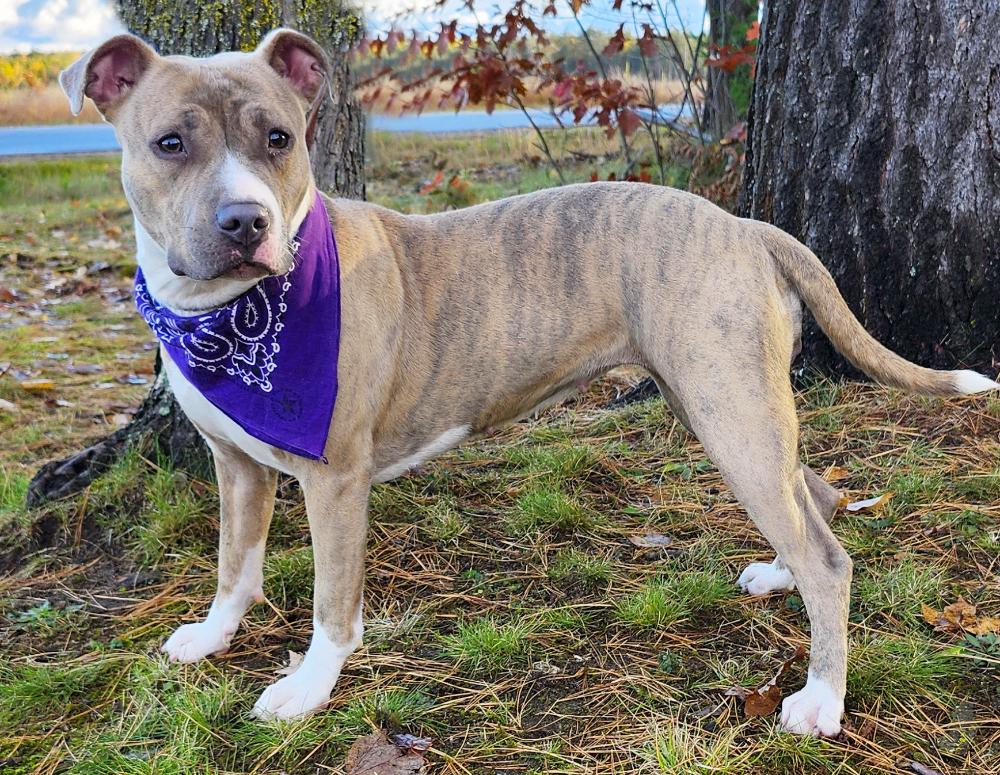 Willa, an adoptable Mixed Breed in Cheboygan, MI, 49721 | Photo Image 5