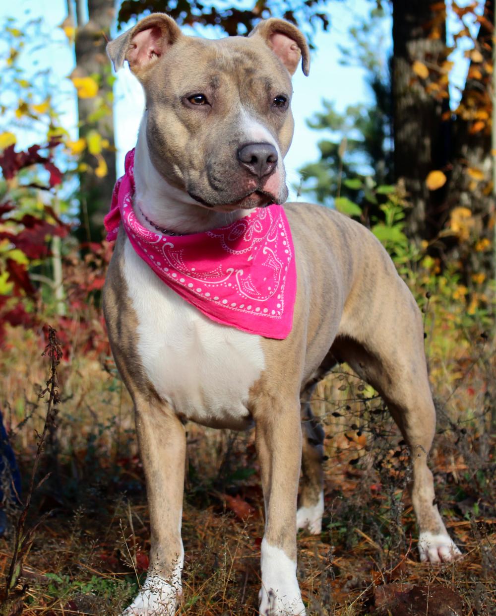 Willa, an adoptable Mixed Breed in Cheboygan, MI, 49721 | Photo Image 6