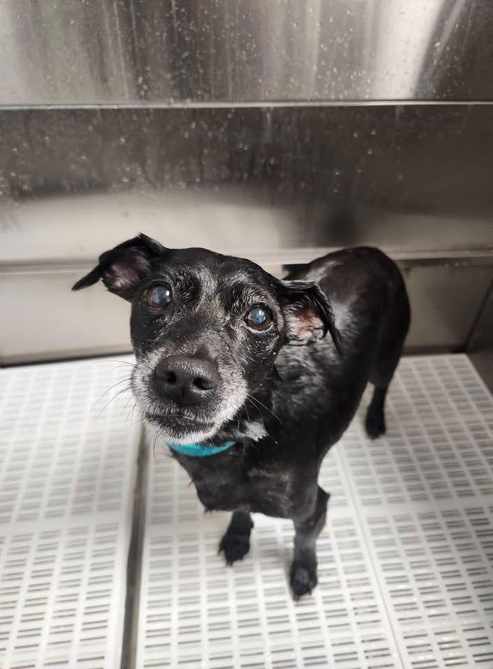 Enlarge Bo, a Adoptable mixed breed in Cedar Rapids, IA image 2/3