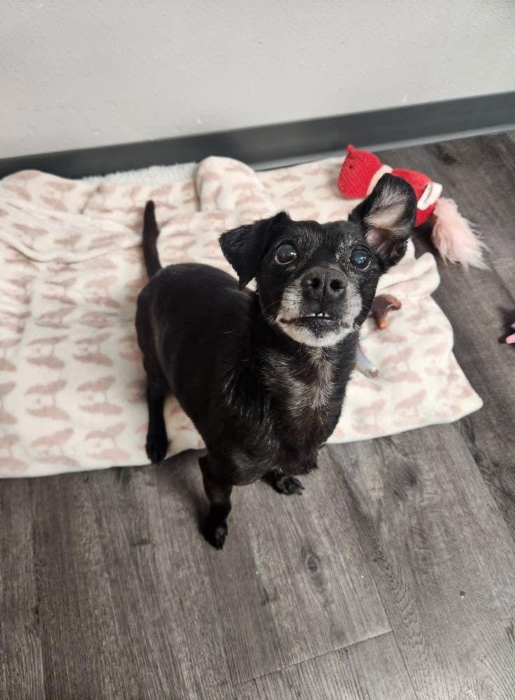 Enlarge Bo, a Adoptable mixed breed in Cedar Rapids, IA image 3/3