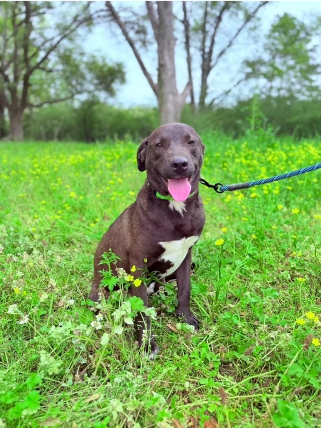 Enlarge Winnie, a Adoptable mixed breed in Kentwood, LA image 1/1