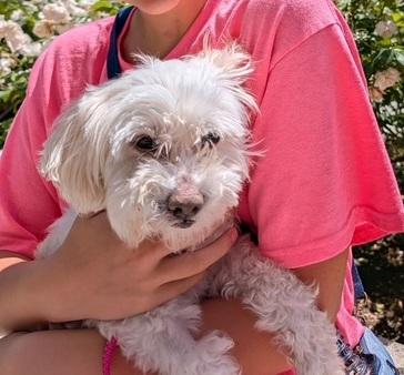 Enlarge Princess, a ADOPTABLE mixed breed in Rancho Palos Verdes, CA image 3/5