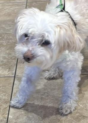 Enlarge Princess, a ADOPTABLE mixed breed in Rancho Palos Verdes, CA image 2/5