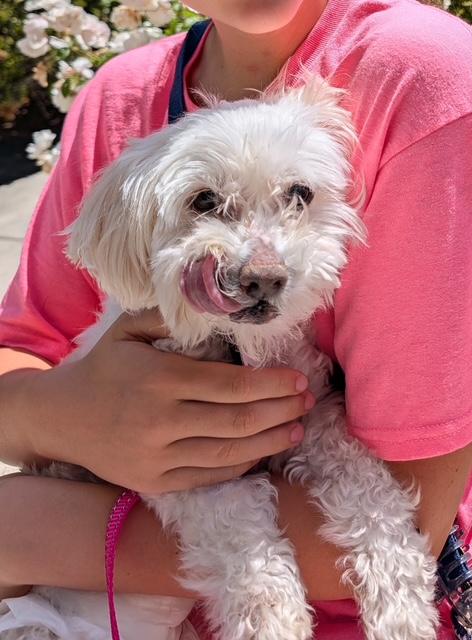 Enlarge Princess, a ADOPTABLE mixed breed in Rancho Palos Verdes, CA image 4/5
