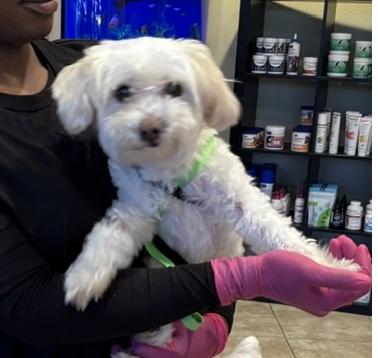 Princess, ADOPTABLE, Senior Female Poodle.