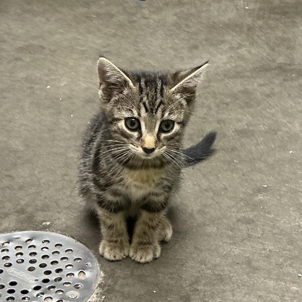 Enlarge Slate, a Adoptable Domestic Short Hair in Waynesburg, PA image 2/2