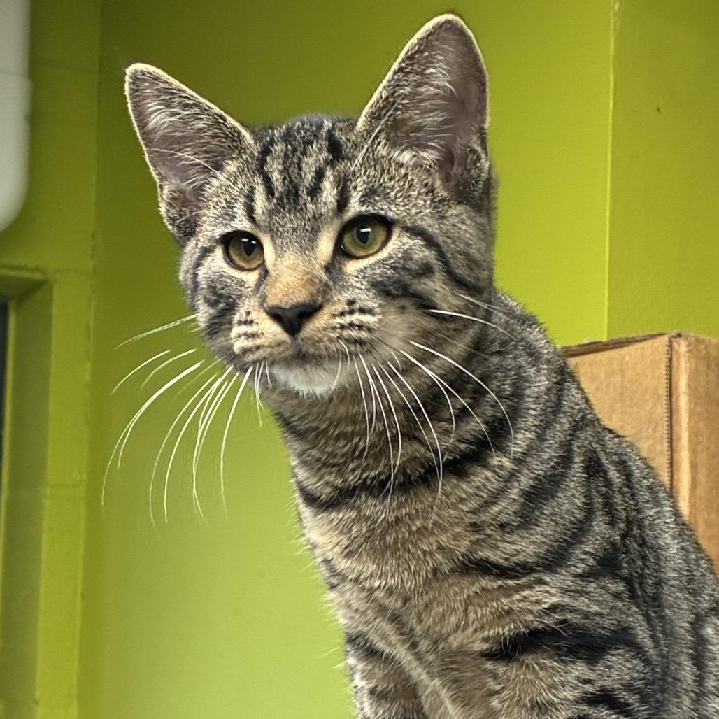 Slate, Adoptable, Kitten Male Domestic Short Hair.