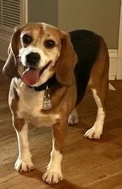 Enlarge Lola, a Adoptable Beagle in South Plainfield, NJ image 2/2