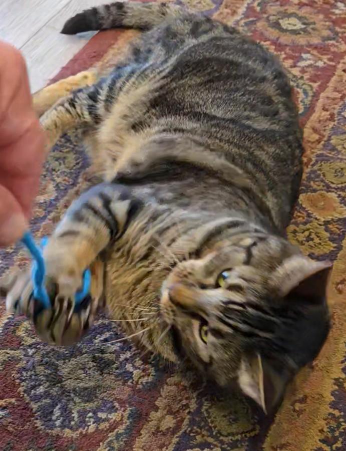 Finnegan, an adopted Tabby in Laguna Woods, CA image 5/6