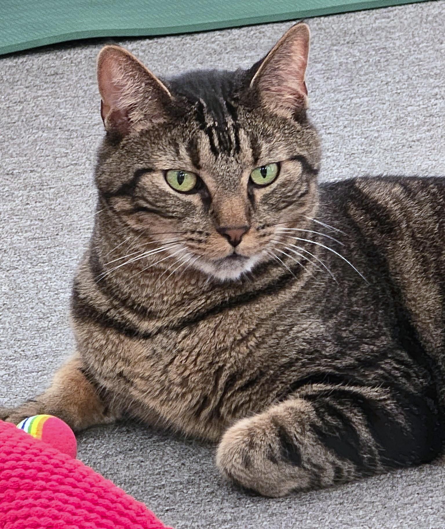 Finnegan, adopted, Adult Male Tabby.