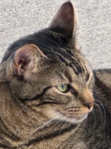 Finnegan, an adopted Tabby in Laguna Woods, CA image 2/6