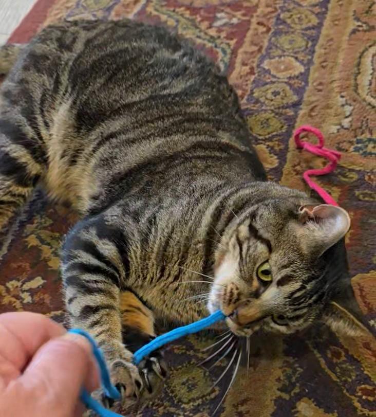 Finnegan, an adopted Tabby in Laguna Woods, CA image 3/6