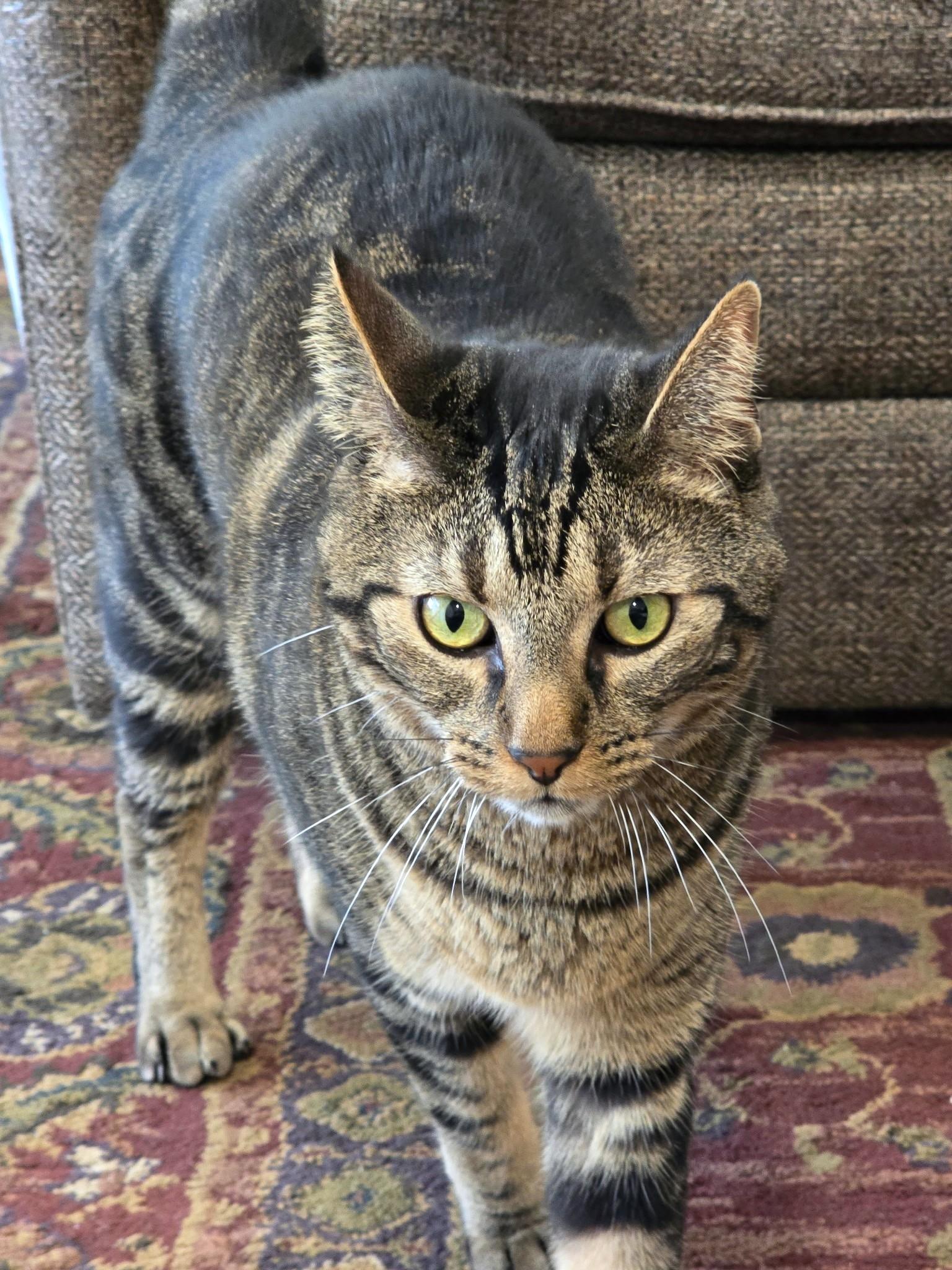 Finnegan, an adopted Tabby in Laguna Woods, CA image 4/6