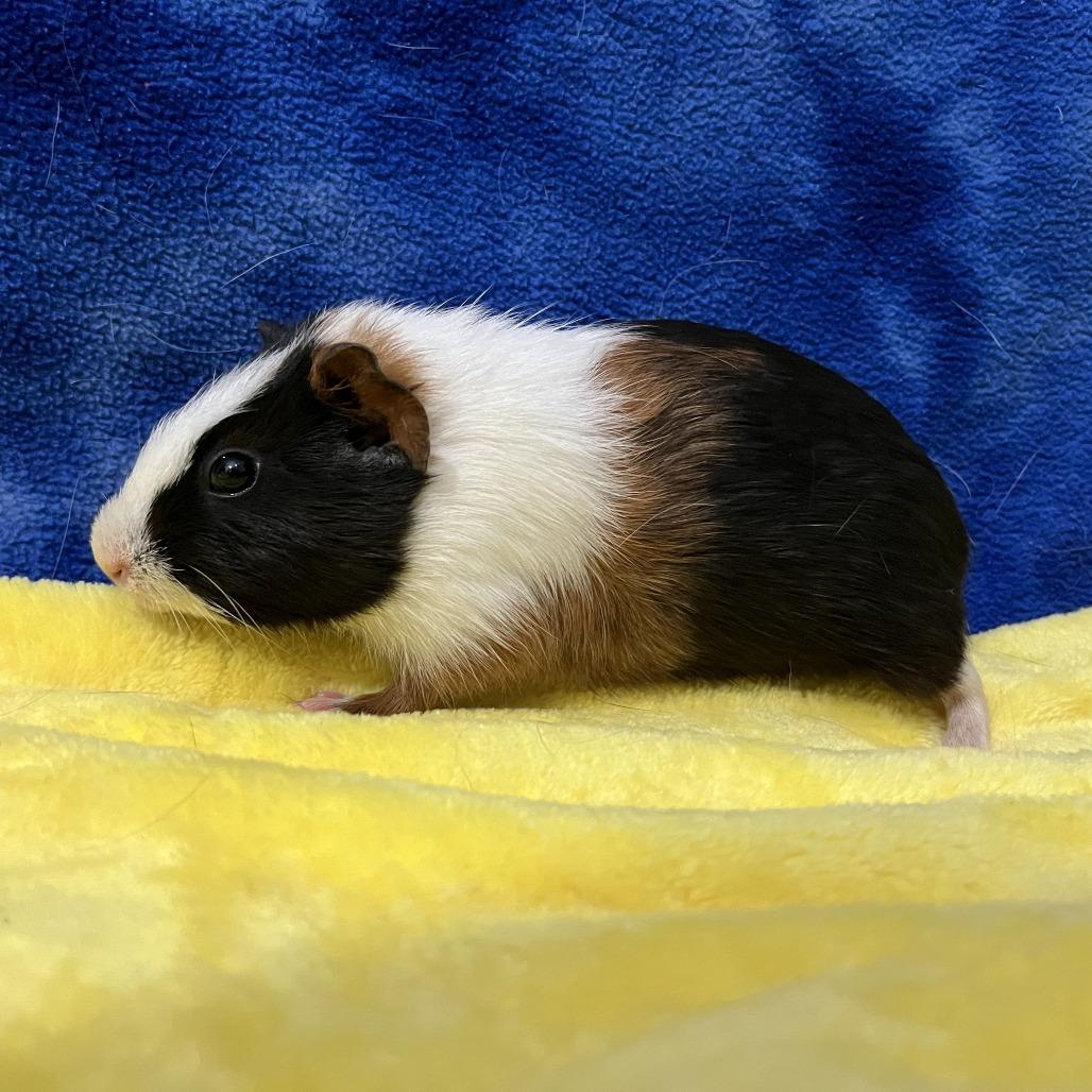 Nova, Adoptable, Young Female Guinea Pig.