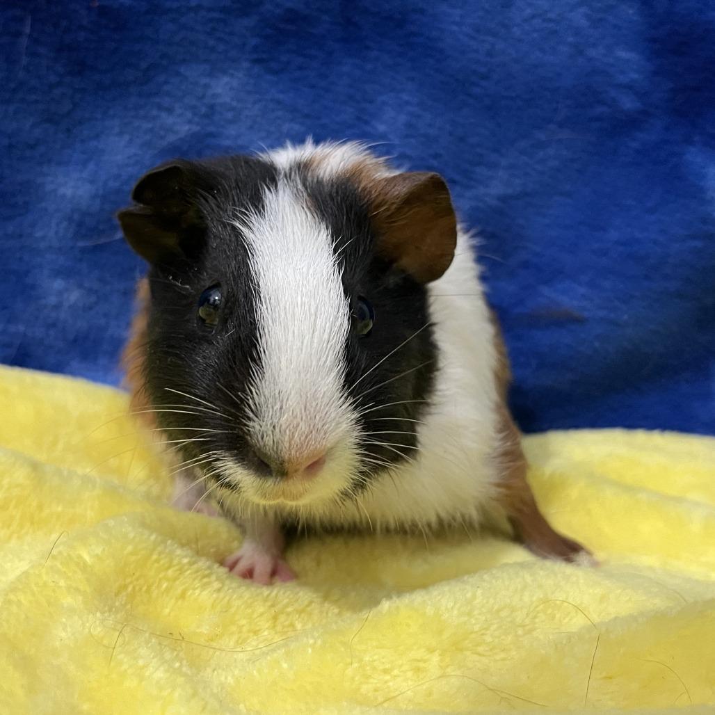 Enlarge Nova, a Adoptable Guinea Pig in Decatur, GA image 2/3