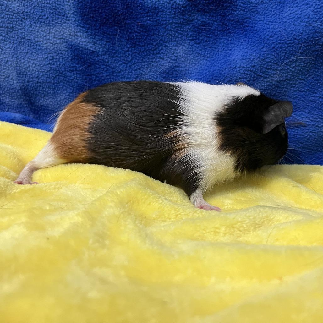Enlarge Nova, a Adoptable Guinea Pig in Decatur, GA image 3/3