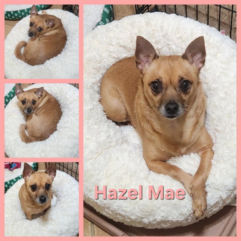 Hazel Mae, Adoptable, Adult Female Chihuahua.
