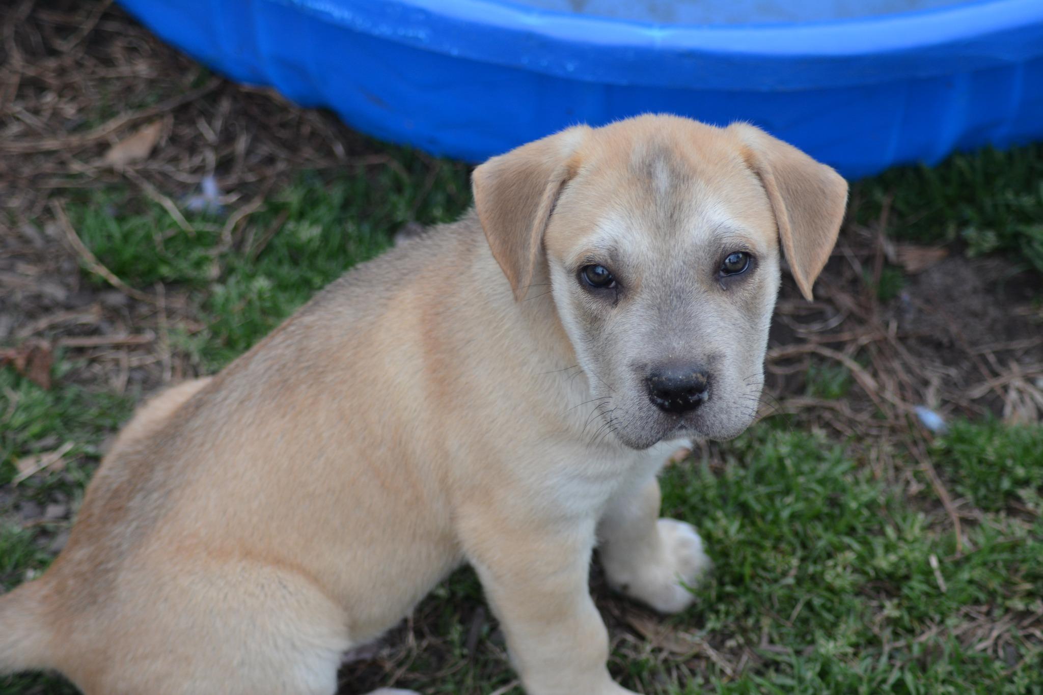 Lindsey Barkingham (D2003), ADOPTABLE, Young Male Labrador Retriever & Shepherd.