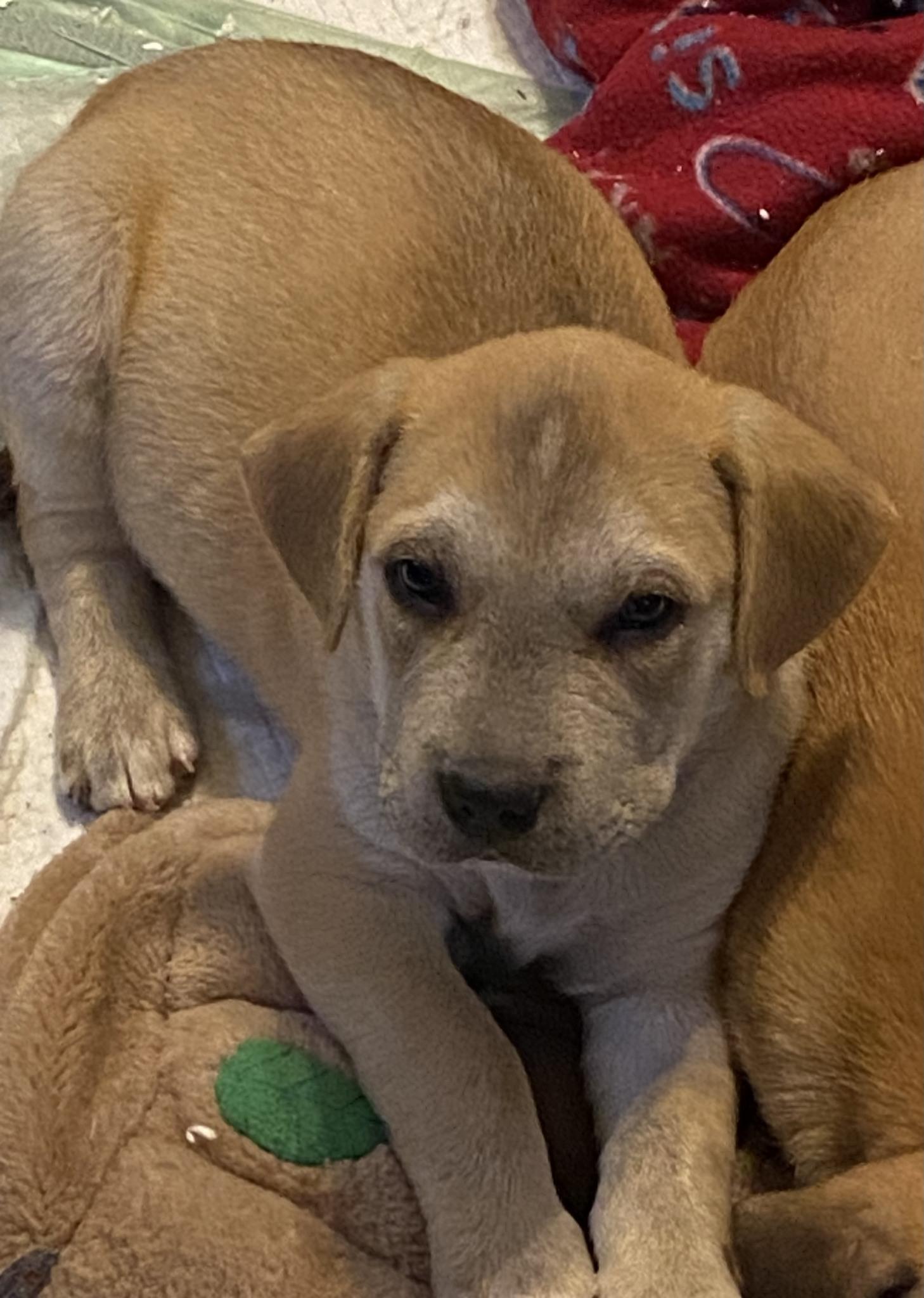 Enlarge Lindsey Barkingham (D2003), a ADOPTABLE mixed breed in Hayes, VA image 2/4